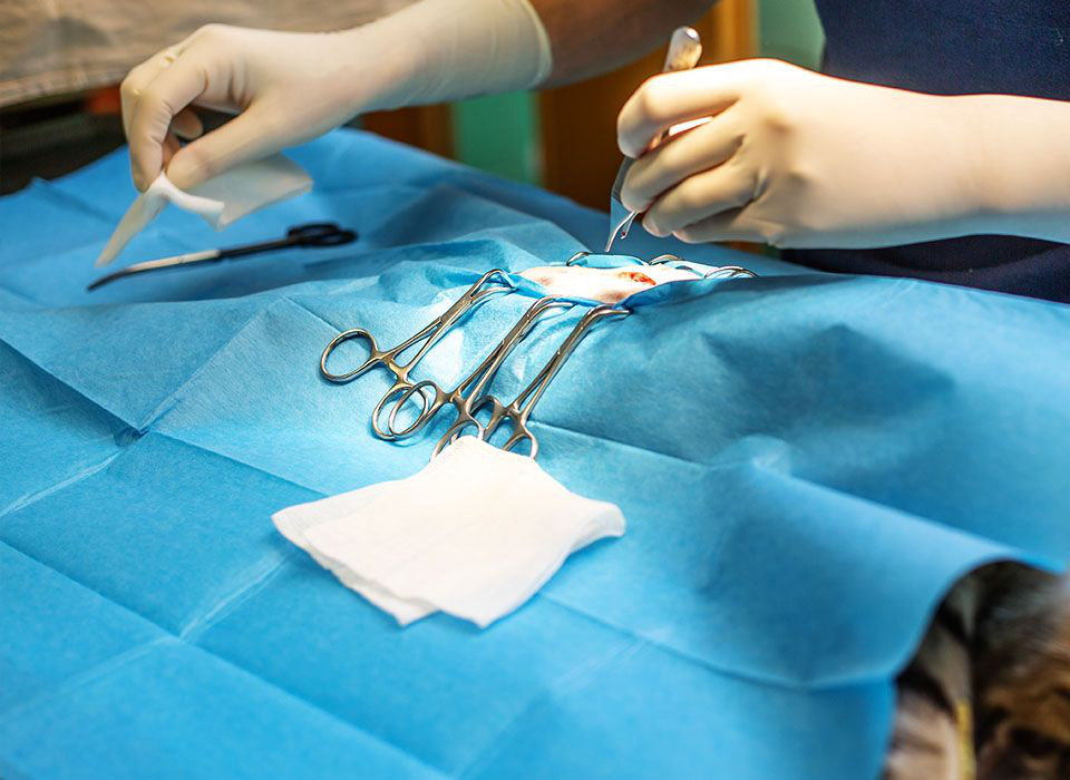 animal surgery