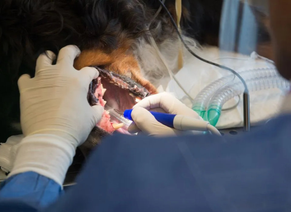 canine dental cleaning
