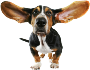dog ears