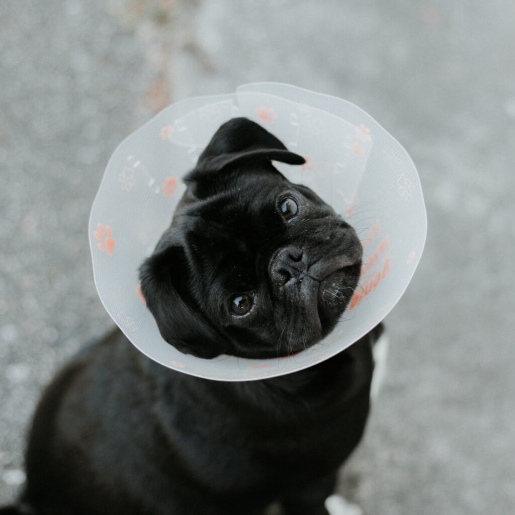 orthopedic care pug