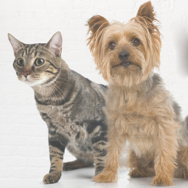 routine care cat and dog