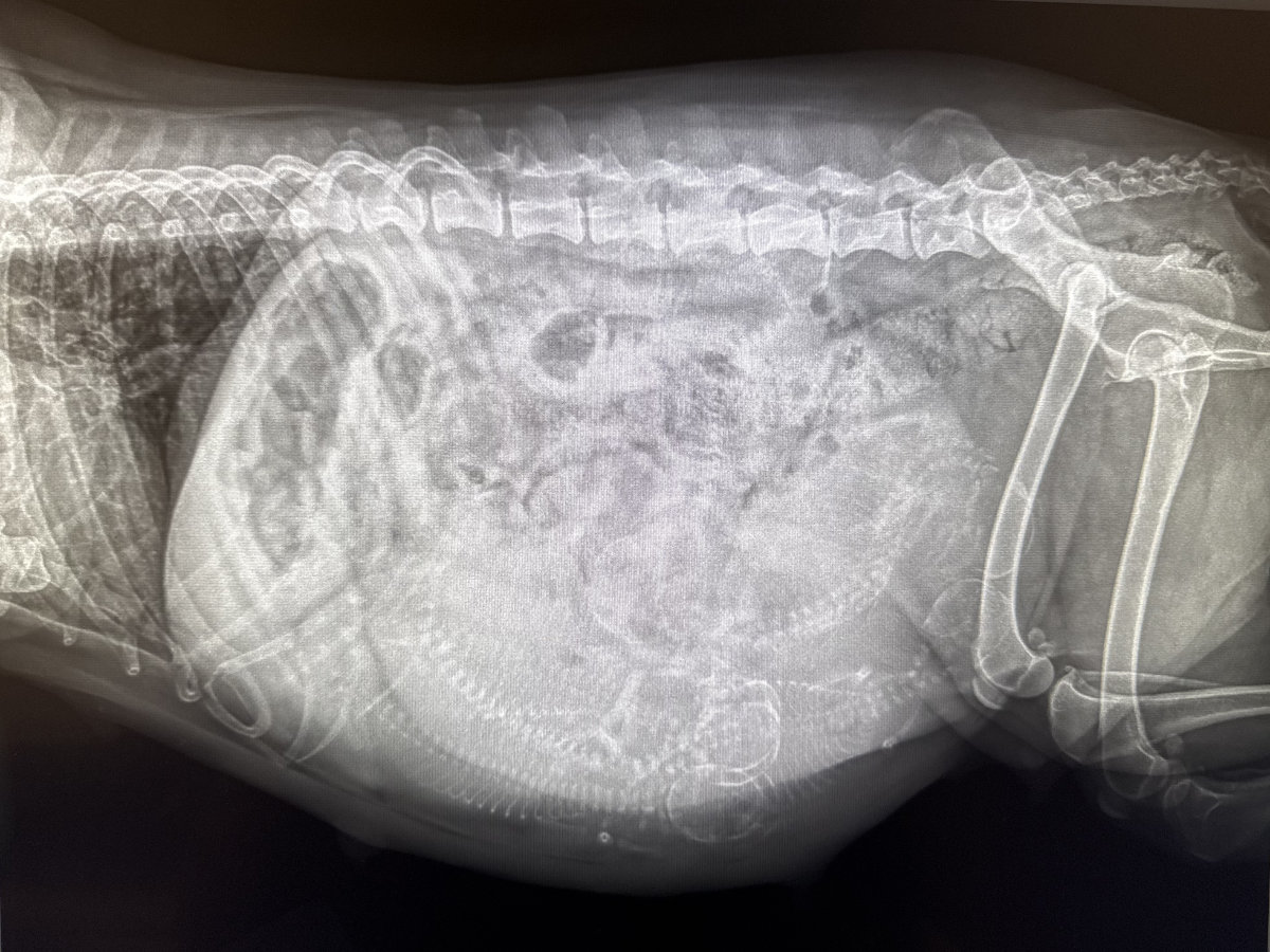 x ray 01
