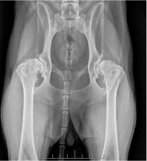 x ray 02