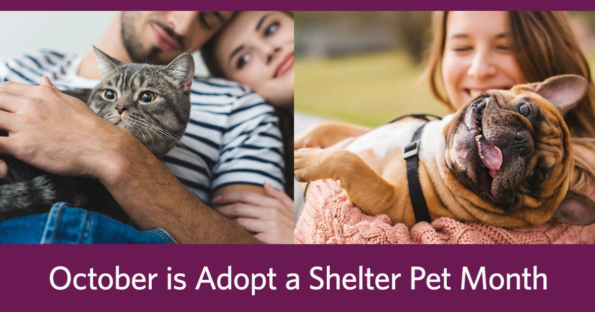October is Adopt A Shelter Pet Month. Photo of man and woman holding cat next to photo of woman holding a happy French Bulldog.